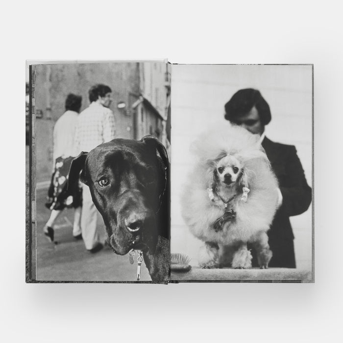 DogDogs