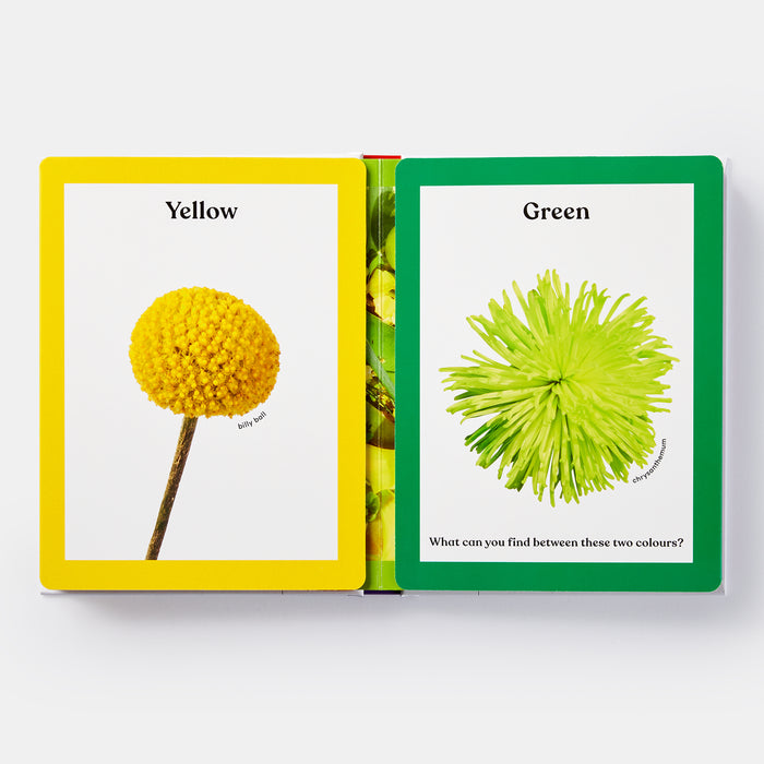 Rainbows in Bloom: Discovering Colors with Flowers
