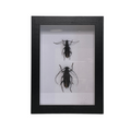 Sporting Gentry SG60 Longhorn Beetles