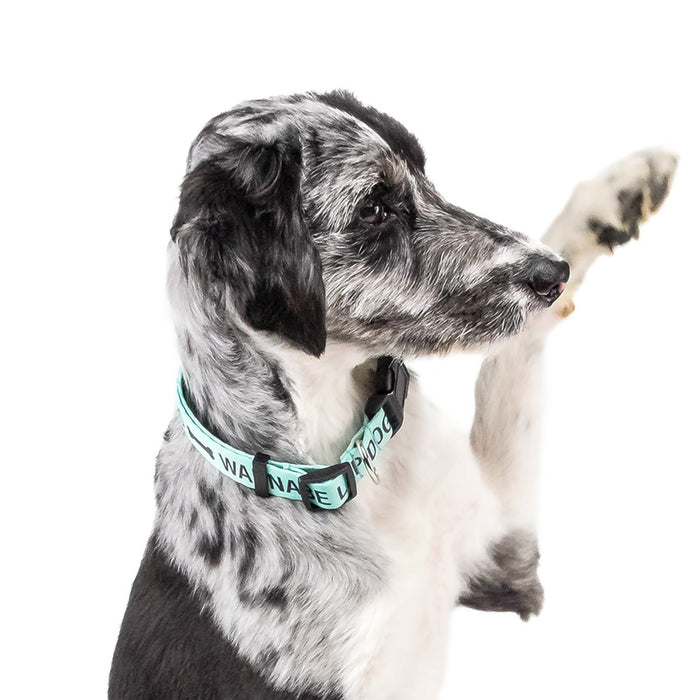 Wanna Be Lap Dog Collar (Size L/XL)